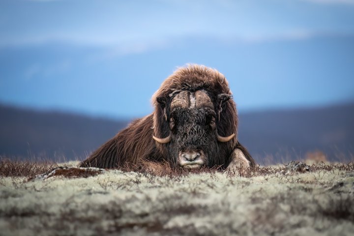 Musk ox Safari in Dovrefjell National Park, Oppdal Safari