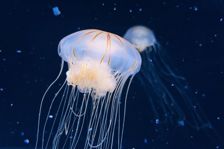 Private Kamo Aquarium Dash Tour from Sakata Port