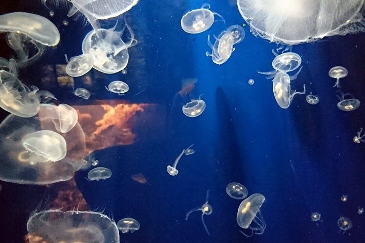 Private Kamo Aquarium Dash Tour from Sakata Port