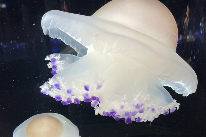 Private Kamo Aquarium Dash Tour from Sakata Port