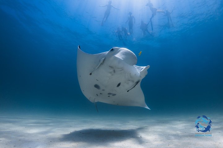 Best of Ningaloo Mantas and More