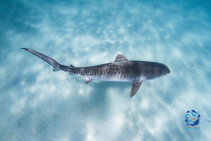 Best of Ningaloo Mantas and More