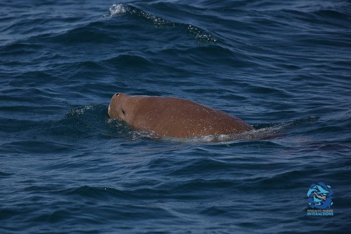 Best of Ningaloo Mantas and More