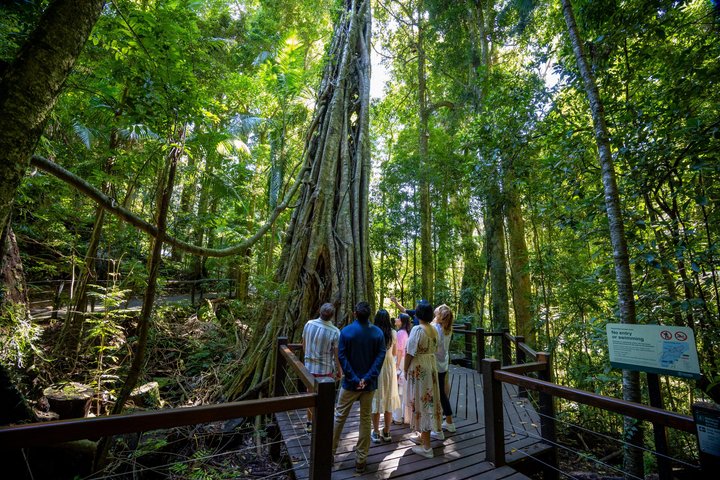 Springbrook Waterfalls & Natural Bridge Tour from Gold Coast