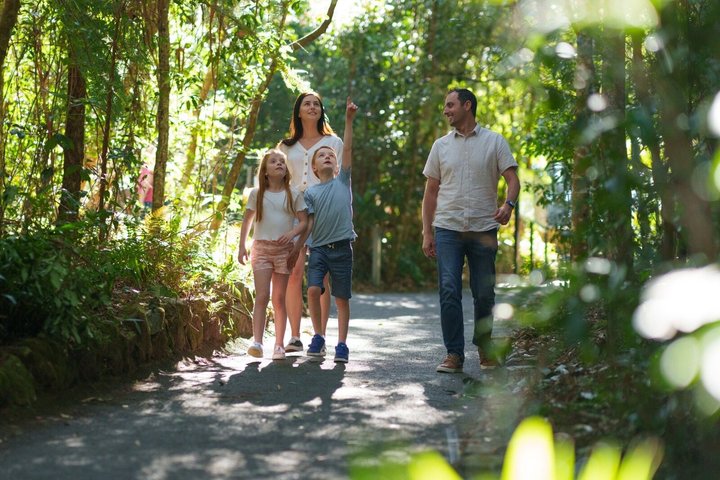 Springbrook Waterfalls & Natural Bridge Tour from Gold Coast