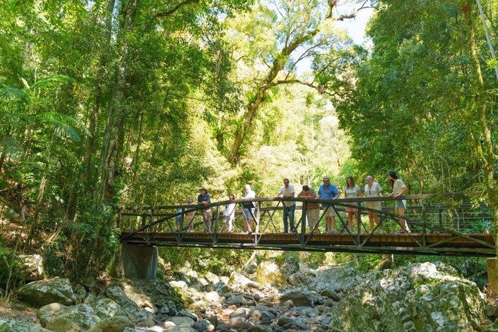 Springbrook Waterfalls & Natural Bridge Tour from Gold Coast