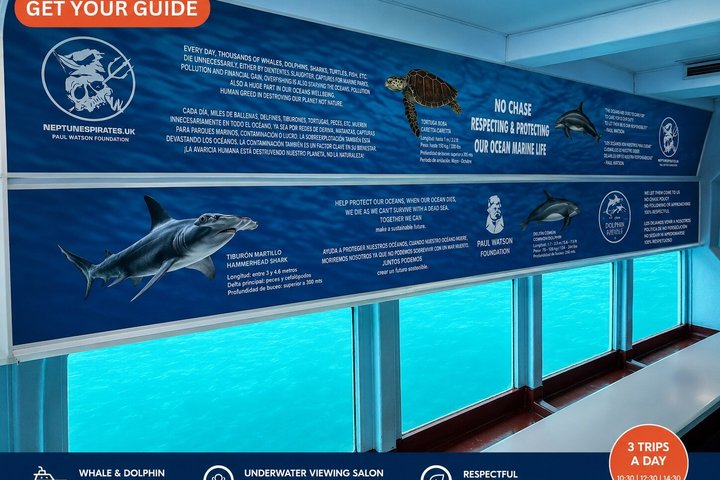 Leaders in Eco Respectful No chase whale and dolphin encounters