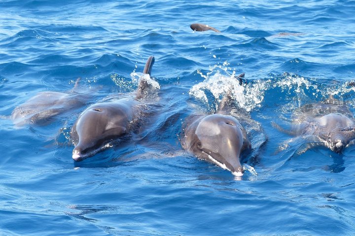 Leaders in Eco Respectful No chase whale and dolphin encounters