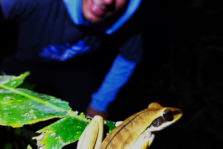 Night walk and search for tarantula sloths