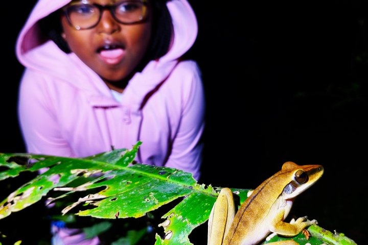 Night walk and search for tarantula sloths