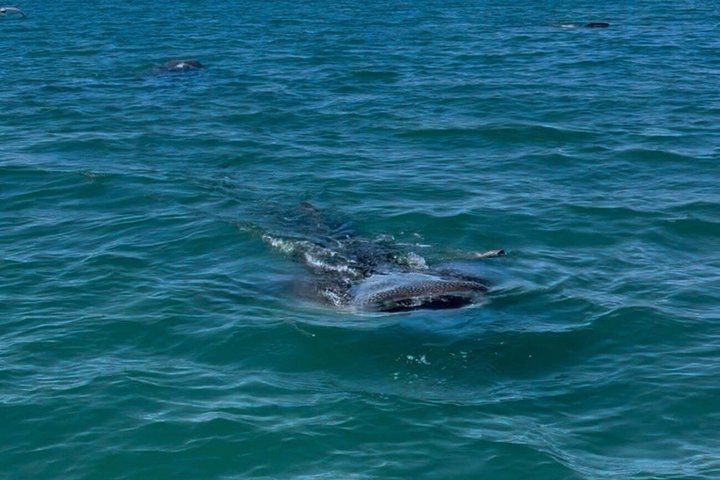 Swim with the whale shark in La Paz, Mexico