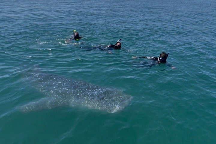 Swim with the whale shark in La Paz, Mexico