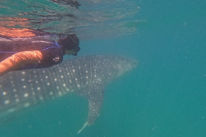 Swim with the whale shark in La Paz, Mexico