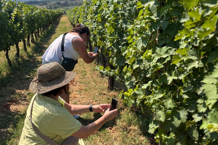 Small-Group Wine Tasting Experience in the Tuscan Countryside