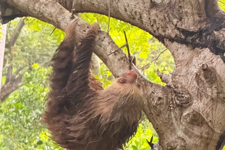Samara Sloth Hiking & Butterfly Garden