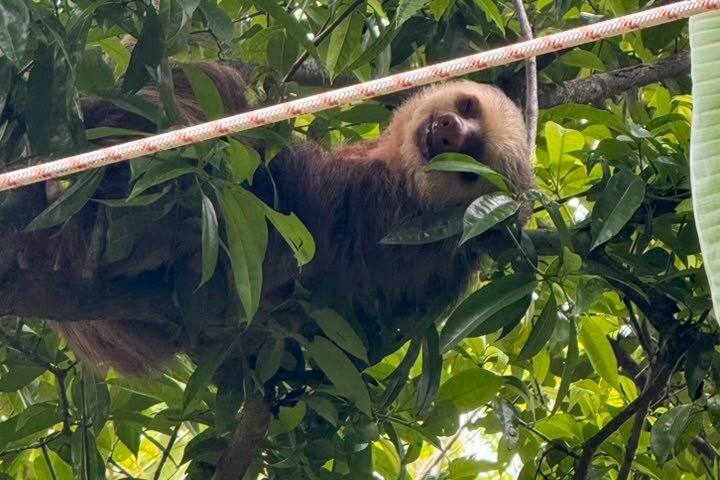 Samara Sloth Hiking & Butterfly Garden