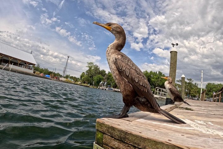 See Crystal River - Mantee & Wildlife Viewing Cruise