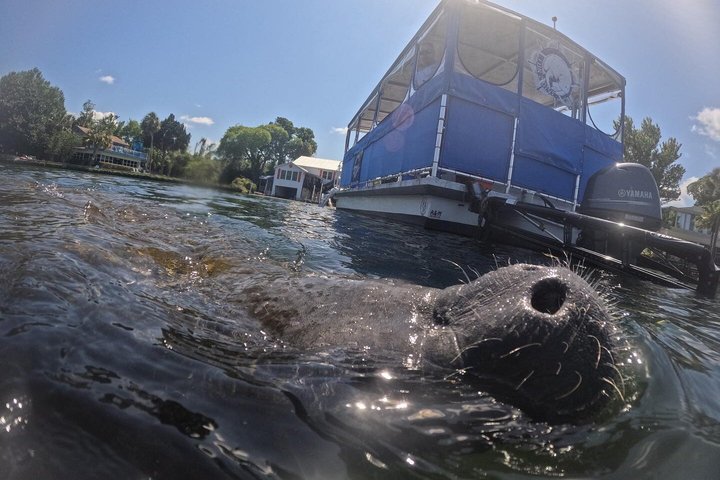 See Crystal River - Mantee & Wildlife Viewing Cruise