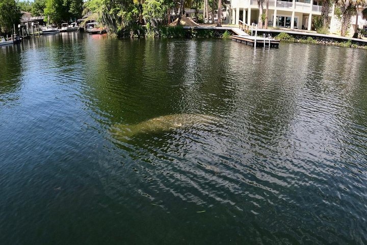 See Crystal River - Mantee & Wildlife Viewing Cruise