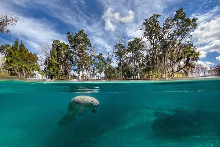 See Crystal River - Mantee & Wildlife Viewing Cruise