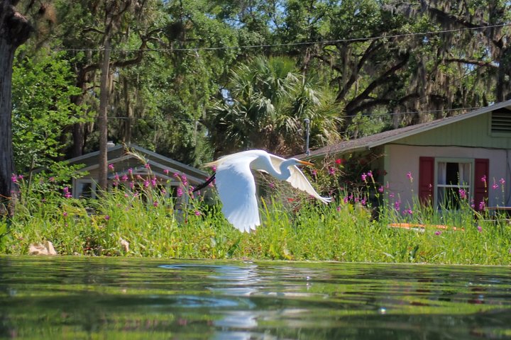 See Crystal River - Mantee & Wildlife Viewing Cruise