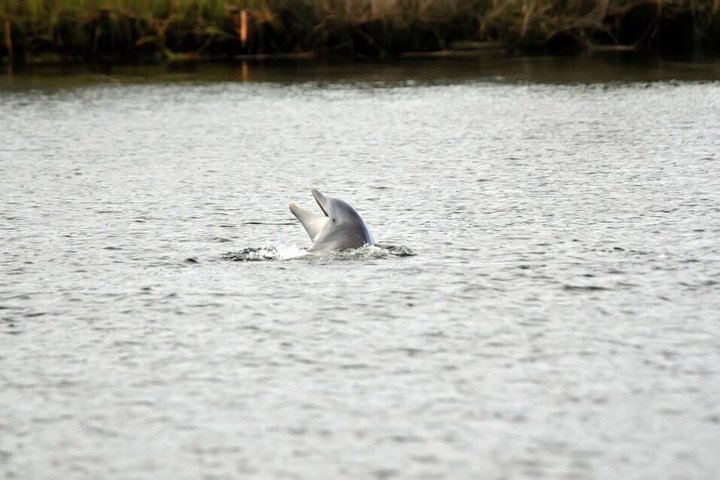 See Crystal River - Mantee & Wildlife Viewing Cruise
