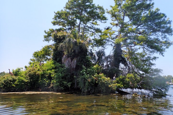 See Crystal River - Mantee & Wildlife Viewing Cruise
