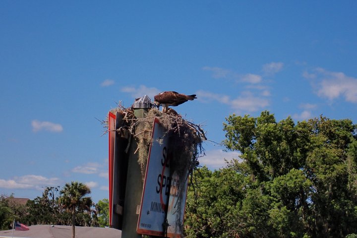 See Crystal River - Mantee & Wildlife Viewing Cruise
