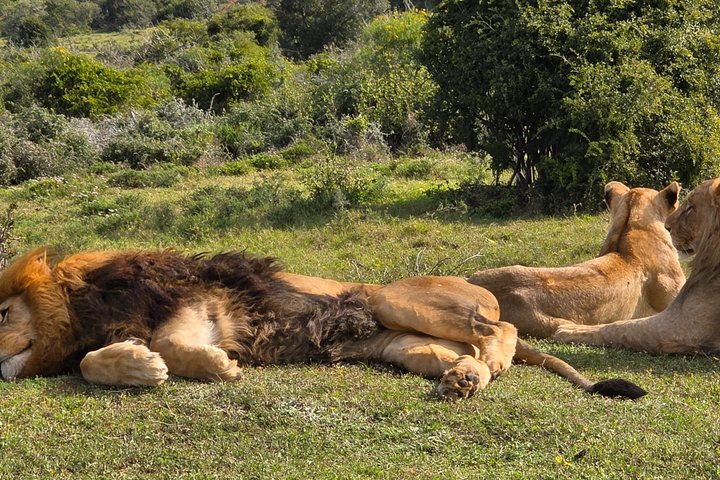 Half-Day Schotia Game Reserve (Open 4x4 Safari Vehicle)