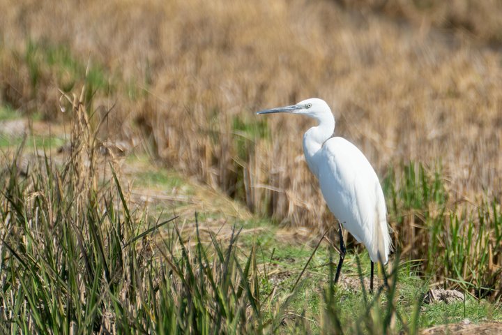 Albufera Natural Park Tour from Valencia: Boat Ride & Local Guide