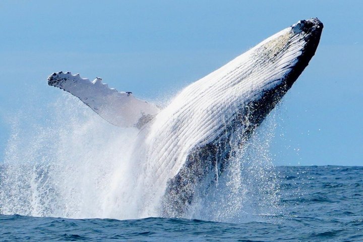 A UNIQUE Whalesongsnoosa Whale watching experience in noosa qld