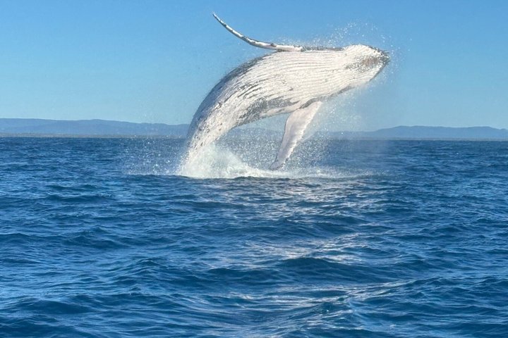 A UNIQUE Whalesongsnoosa Whale watching experience in noosa qld