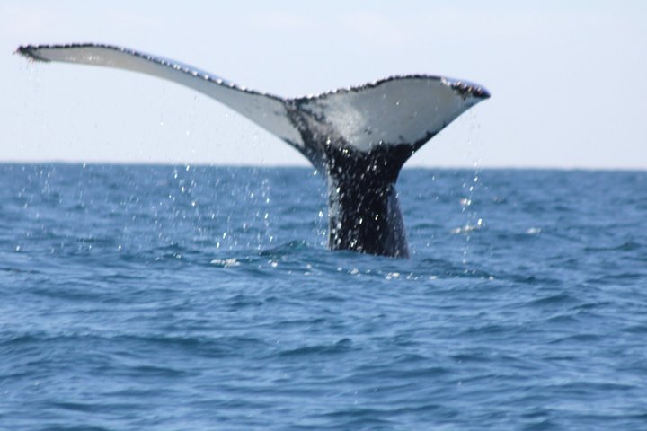 A UNIQUE Whalesongsnoosa Whale watching experience in noosa qld