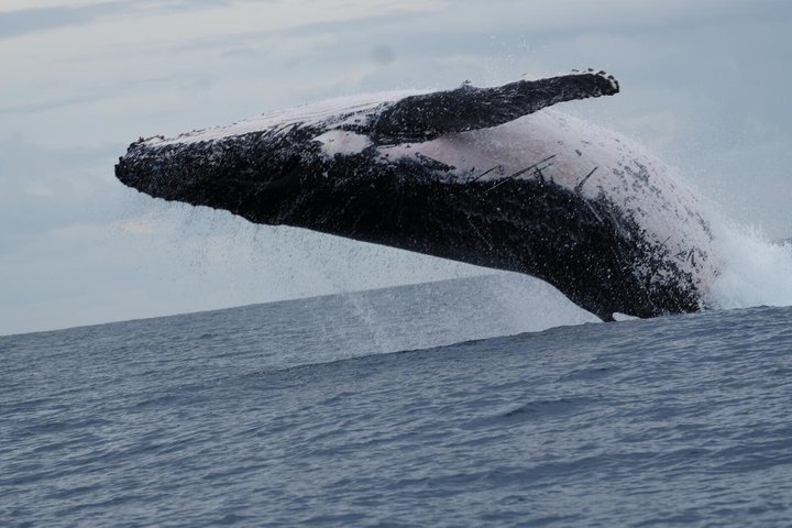 A UNIQUE Whalesongsnoosa Whale watching experience in noosa qld