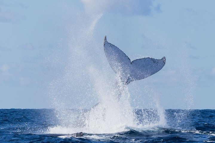 A UNIQUE Whalesongsnoosa Whale watching experience in noosa qld