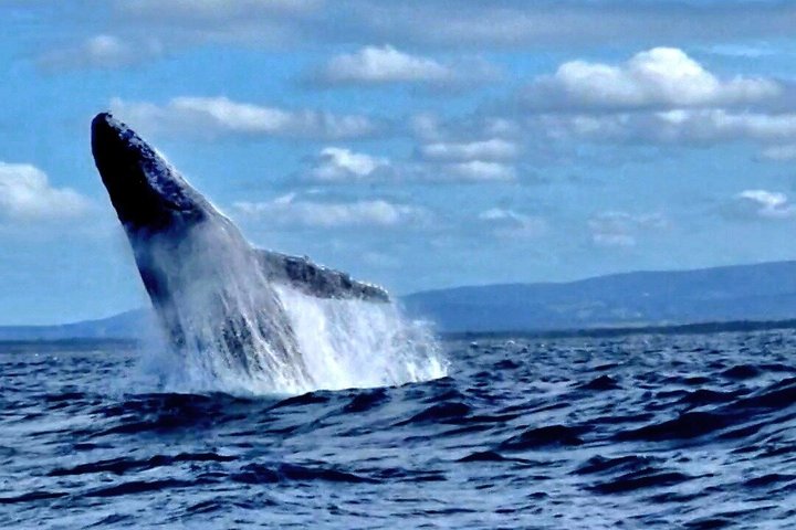 A UNIQUE Whalesongsnoosa Whale watching experience in noosa qld