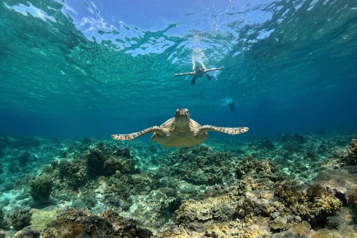 Private Snorkeling Adventure in Mirissa with GoPro and Transfers