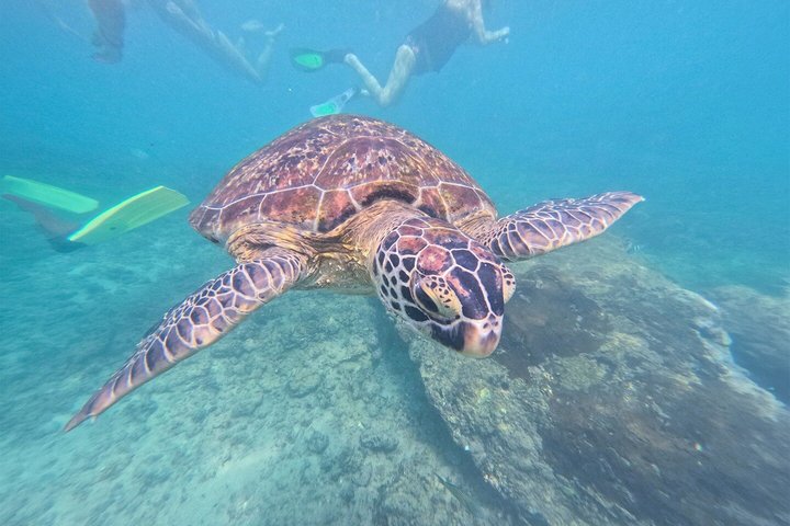 Private Snorkeling Adventure in Mirissa with GoPro and Transfers