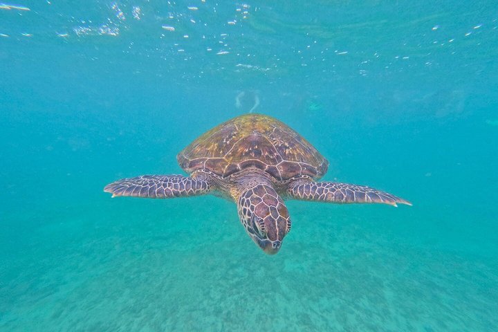 Private Snorkeling Adventure in Mirissa with GoPro and Transfers
