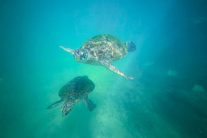Private Snorkeling Adventure in Mirissa with GoPro and Transfers