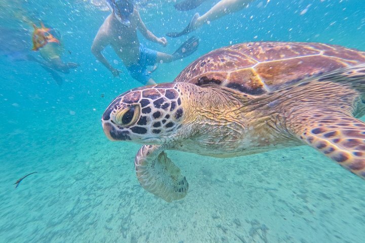 Private Snorkeling Adventure in Mirissa with GoPro and Transfers
