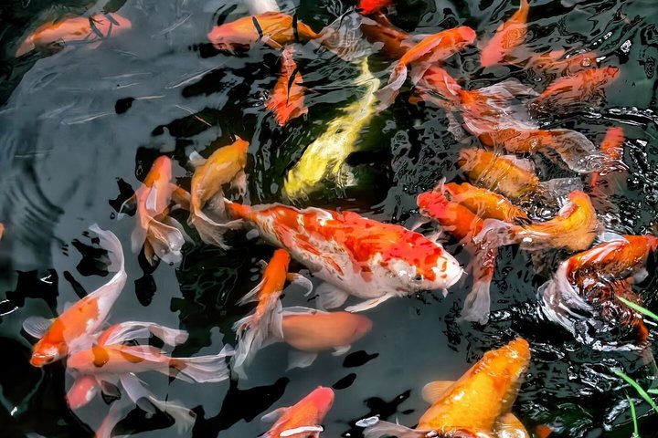 Private Transfer: Shanghai ⇋ Wuzhen Water Town (Door-to-Door)