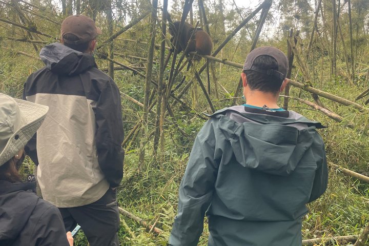 Golden Monkey Trekking in Volcano National Park