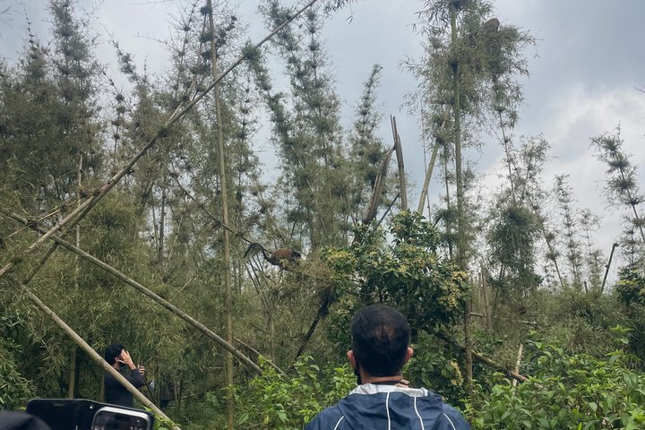 Golden Monkey Trekking in Volcano National Park