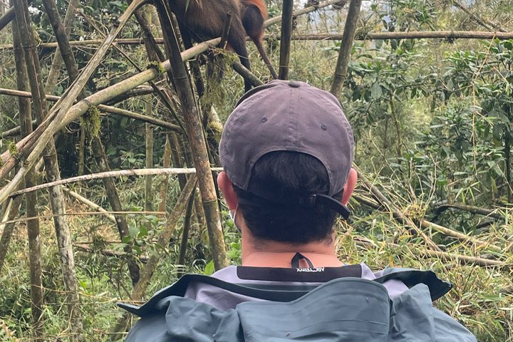 Golden Monkey Trekking in Volcano National Park
