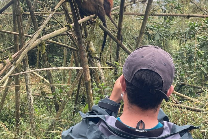 Golden Monkey Trekking in Volcano National Park