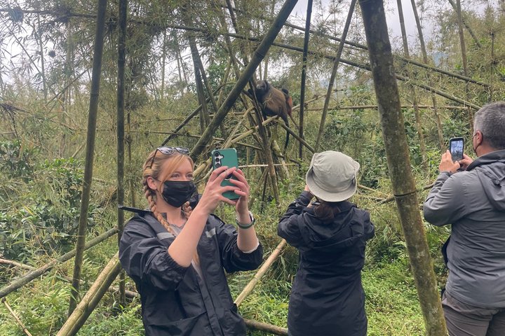 Golden Monkey Trekking in Volcano National Park