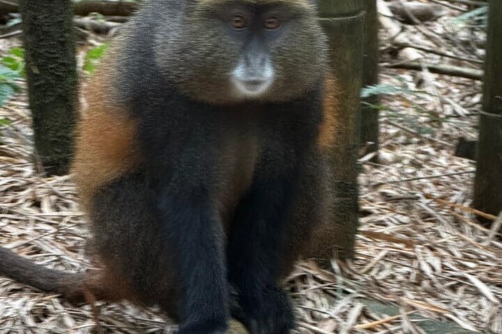 Golden Monkey Trekking in Volcano National Park