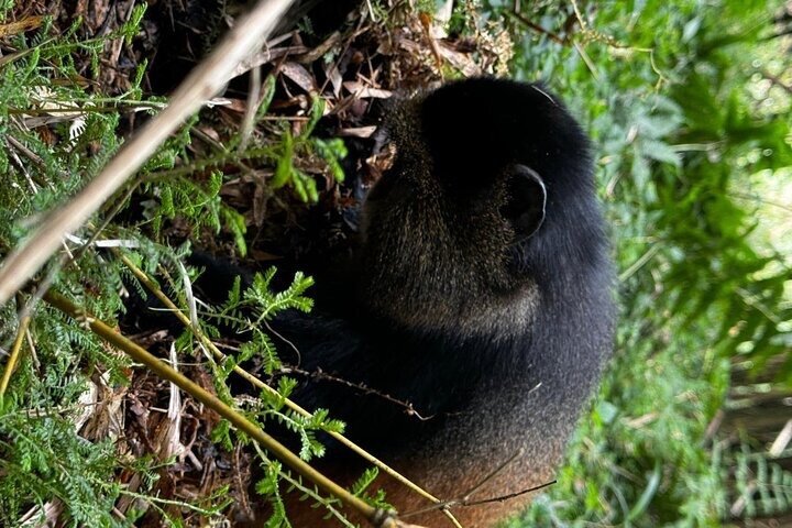 Golden Monkey Trekking in Volcano National Park
