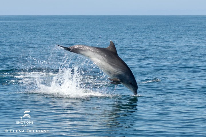 Portimão:Embark on Nature•Benagil and Dolphins•Biologist on board